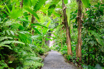 Tropical Rainforest Path leading  into  Waterfall and ..Soufriere, Saint Lucia, .West Indies, Eastern Caribbean
