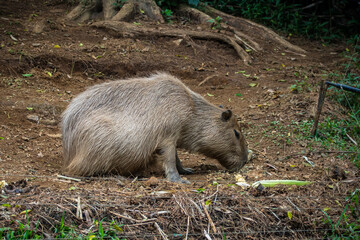 The capybara or greater capybara (Hydrochoerus hydrochaeris) is a giant cavy rodent native to South America