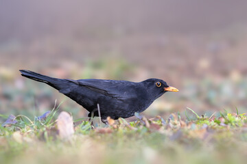 blackbird in the park - 748924519