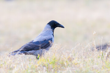 hooded crow foraging for food - 748924546