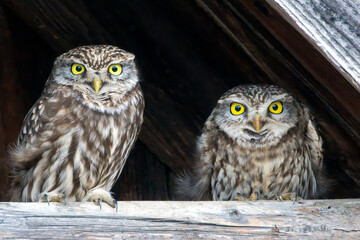 cute little owls couple - 748924572