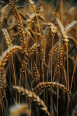 Obraz premium A detailed view of a field of wheat. Suitable for agricultural and nature concepts