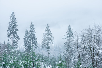 snow covered pine trees