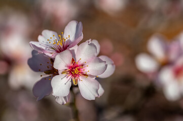 Detail of white flowers on an almond tree branch in the field