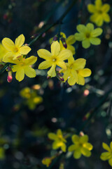Wild yellow jasmine flowers between lights and shadows