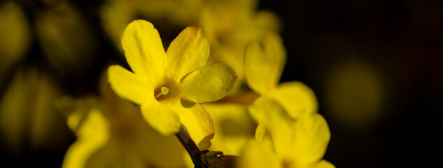 Fototapeta premium Wild yellow jasmine flowers between lights and shadows