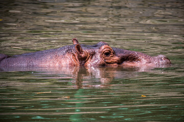 The hippopotamus is a megaherbivore and is exceeded in size among land animals only by elephants...