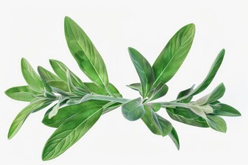 Obraz premium Detailed view of a plant with vibrant green leaves. Suitable for botanical designs