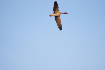 goose flying in the sky