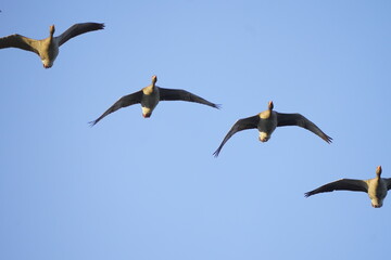 group of birds in the sky
