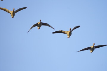 big gray geese in the sky