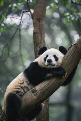 Obraz premium A cute panda bear peacefully sleeping on a tree branch. Suitable for nature and wildlife concepts
