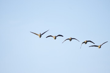 flock of geese in the sky