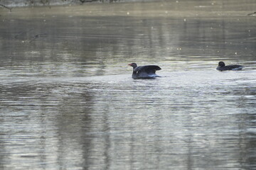 grey goose on the lake
