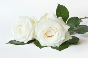 White rose on a white background with copy space for your text.