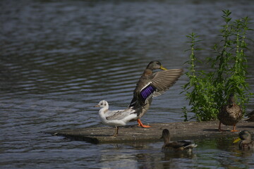 ducks bask in the sun