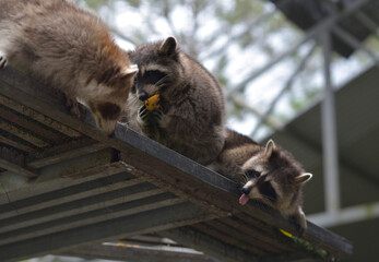 the cute raccoons eating mango from human in the zoo