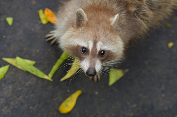 the cute raccoons eating mango from human in the zoo