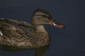 portrait of a duck on the water