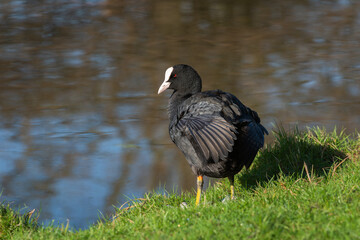 An adult coot (Fulica atra) cleans its plumage in the sun while standing on the shore of a pond - 748929343