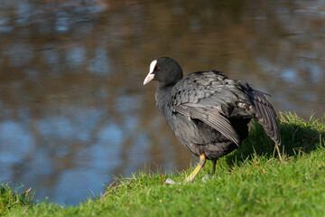 An adult coot (Fulica atra) cleans its plumage while standing on the shore - 748929508