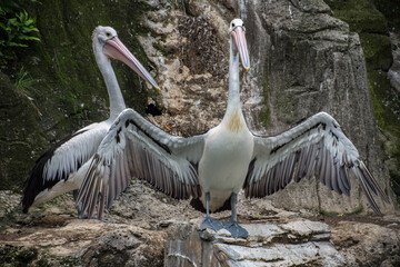 Pelicans are a genus of large water birds of the family Pelecanidae. They have a long beak and a...