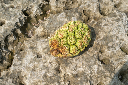 Green tropical fruit isolated on beach rocks 