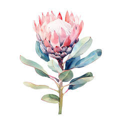 pink protea flower. watercolor drawing of tropical flower