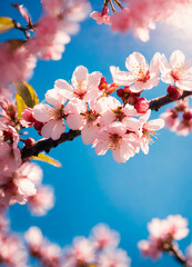 cherry blossoms in the garden. Selective focus.