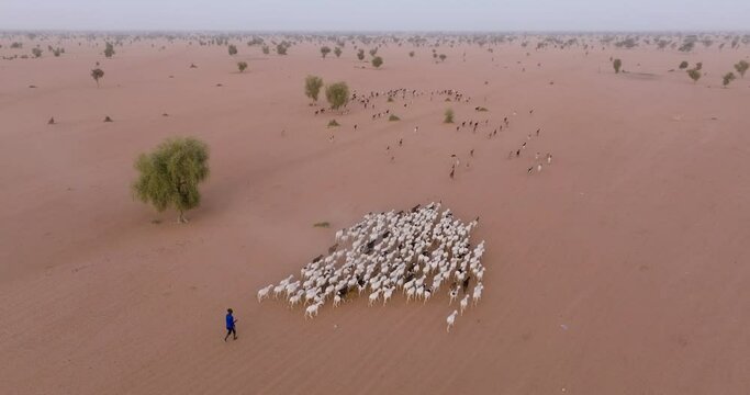 Aerial zoom in.  Herder walking off to graze his goats in the barren landscape of the Sahel, Sahara Desert, Senegal. Drought, Climate Change, Desertification