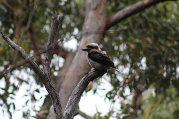Fototapeta premium Laughing Kookaburra in Australia