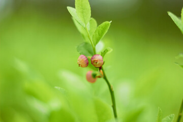 Flowering herbs that cause many allergies (family Poaceae or Gramineae).
