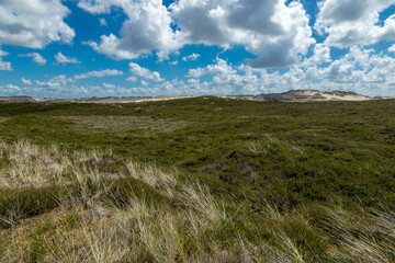 Fototapeta premium Sylt, Dünenlandschaft