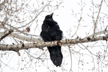 Raven (Corvus corax) perched in cottonwood tree during snowstorm  Grand Teton NP  Wyoming © Tom