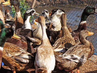 Ducks in a rural poultry farm