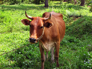 A red cow in the meadow
