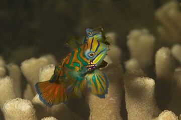Mandarin fish