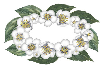 Oval frame with jasmine flowers. A wreath of fragrant white spring flowers. Hand-drawn watercolor illustration. For packaging, greeting and invitation cards and labels. For banners, flyers.