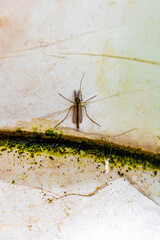 Large crane fly Tipulidae insect on the wall in garden.
