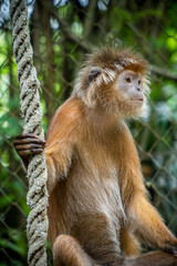 Obraz premium The East Javan langur (Trachypithecus auratus), also known as the ebony lutung, Javan langur or Javan lutung