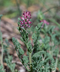 Flowers of Common fumitory, Fumaria officinalis. It is a herbaceous annual flowering plant in the poppy family. Photo taken in Ciudad Real province, Spain