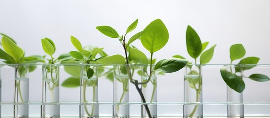 A row of transparent glass test tubes filled with fresh green plants, displayed against a clean white background. The plants appear healthy and vibrant, set in a laboratory environment.