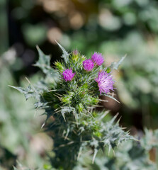 Slender-flower thistle, Carduus tenuiflorus. Photo taken in Colmenar Viejo, Madrid, Spain