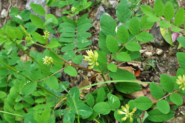 Fototapeta na wymiar Astragalus (Astragalus glycyphyllos) grows in nature