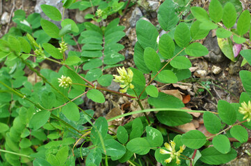Astragalus (Astragalus glycyphyllos) grows in nature