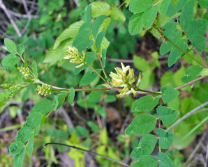 Astragalus (Astragalus glycyphyllos) grows in nature