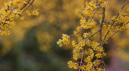 Gelbe Blüten im Frühjahr - Pollen 