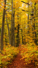 landscape, autumn forest, yellow leaves on the trees, nature, in the mountains, travel, coniferous and deciduous trees