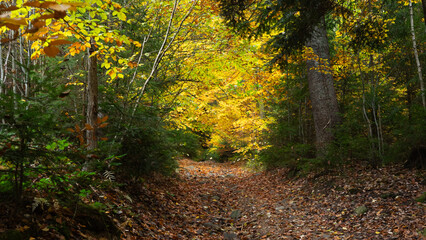 landscape, autumn forest, yellow leaves on the trees, nature, in the mountains, travel, coniferous and deciduous trees