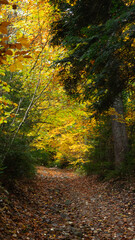 landscape, autumn forest, yellow leaves on the trees, nature, in the mountains, travel, coniferous and deciduous trees